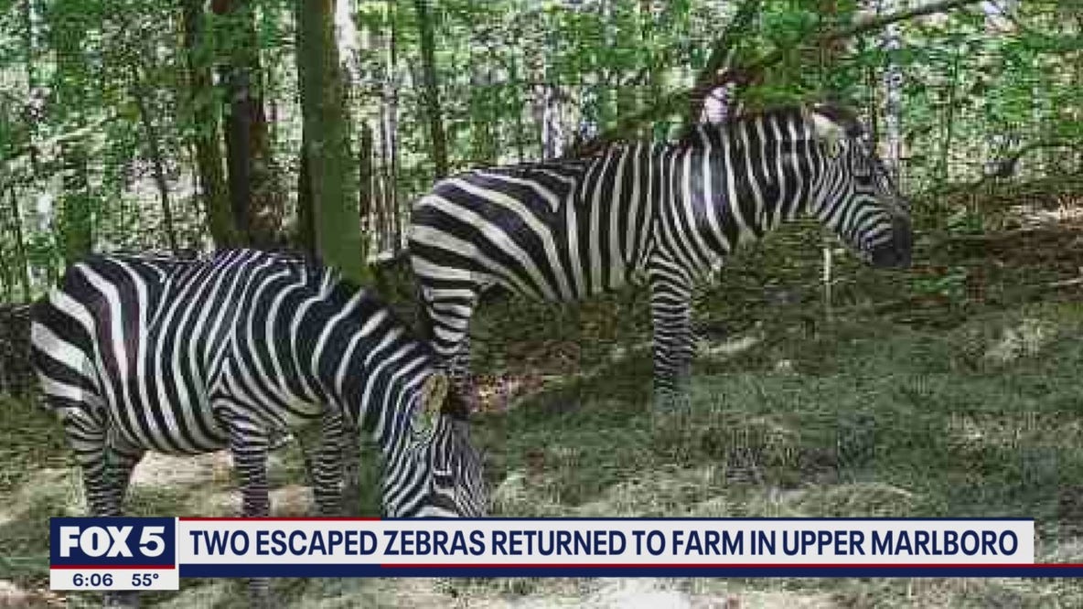 Two escaped zebras returned to farm in Upper Marlboro